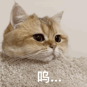 大连歌迪丝sVK视频
